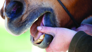 A horse with a person's thumb in an open mouth showing the lower incisors