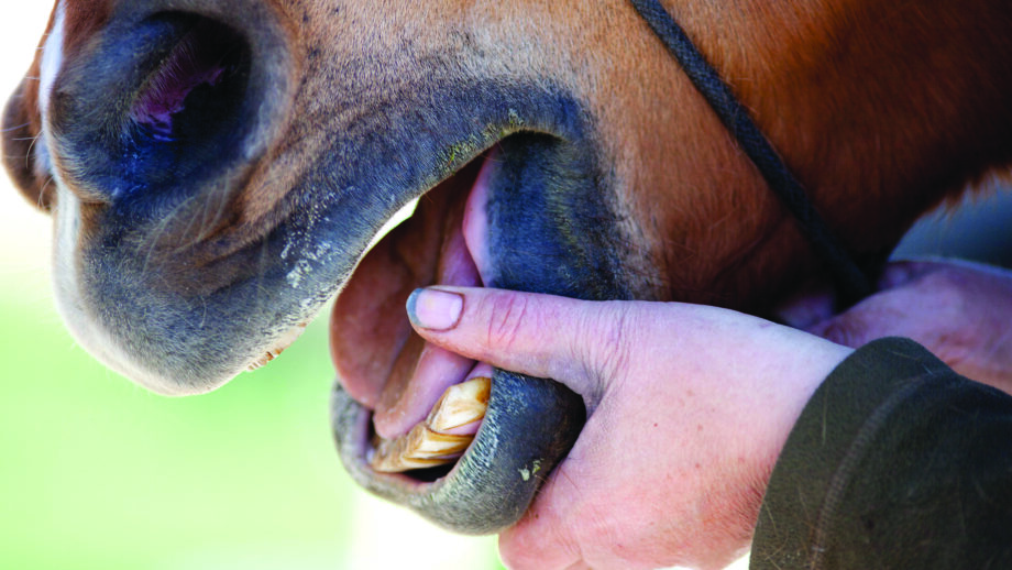 A horse with a person's thumb in an open mouth showing the lower incisors