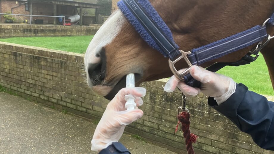A horse being given an oral sedative via syringe into the mouth.