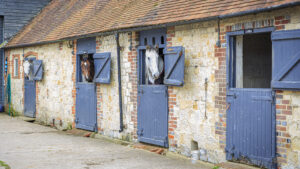 Horses looking out of their stables