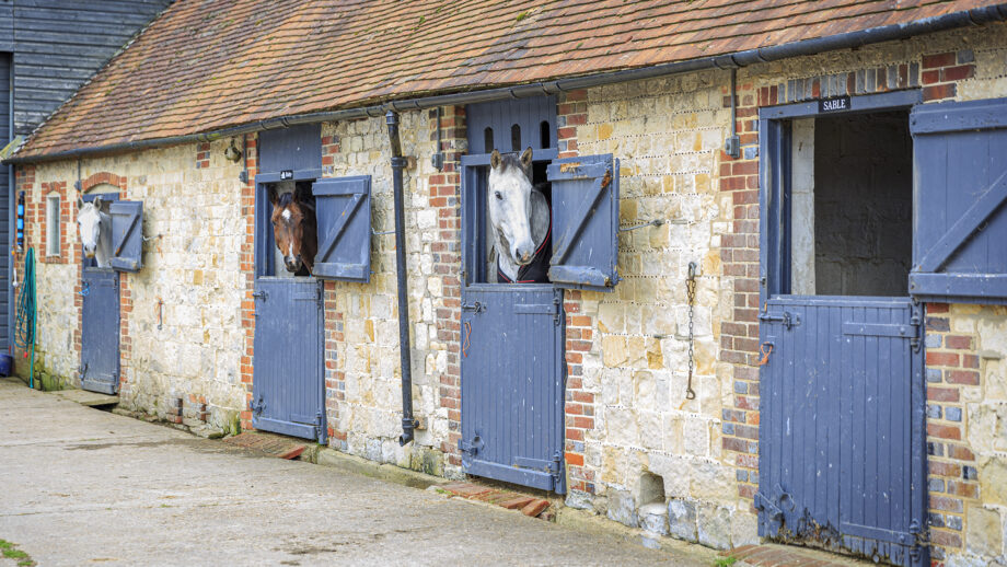 Horses looking out of their stables