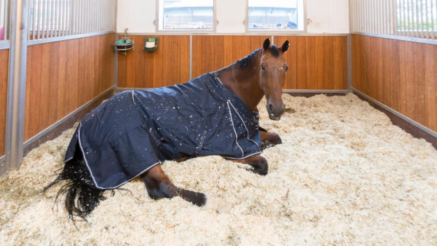 Happy horse laying down in stable