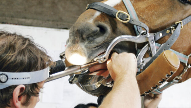 A vet or equine dental technician wearing a head torch looking inside a chestnut horse's mouth that is wearing a metal gag and has a dental implement inside its mouth