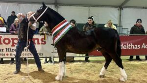 Llanmorlais Buster, a Section D colt is crowned supreme champion at the 2025 Royal Welsh Winter Fair