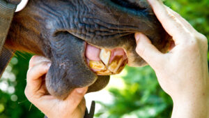 A horse's lips being held open so their front teeth are visible