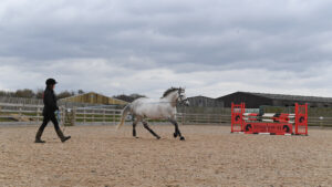 Cloning horses: Murka’s Gem, a clone of Gem Twist, at home at Stallion AI Services in Shropshire.
