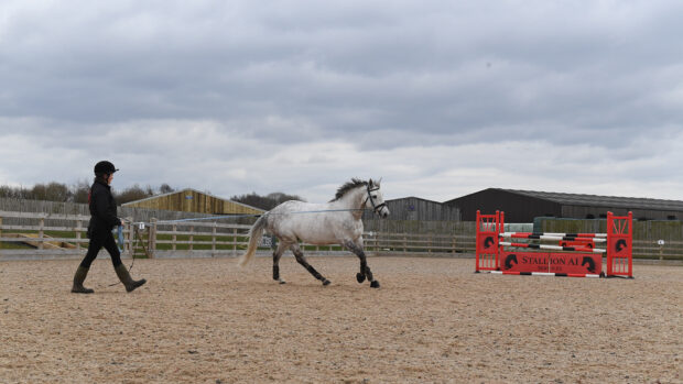 Cloning horses: Murka’s Gem, a clone of Gem Twist, at home at Stallion AI Services in Shropshire.
