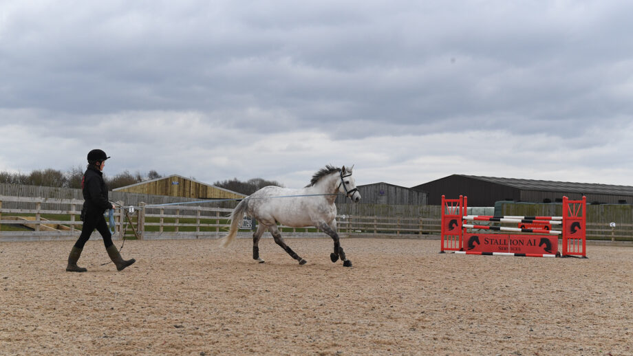 Cloning horses: Murka’s Gem, a clone of Gem Twist, at home at Stallion AI Services in Shropshire.