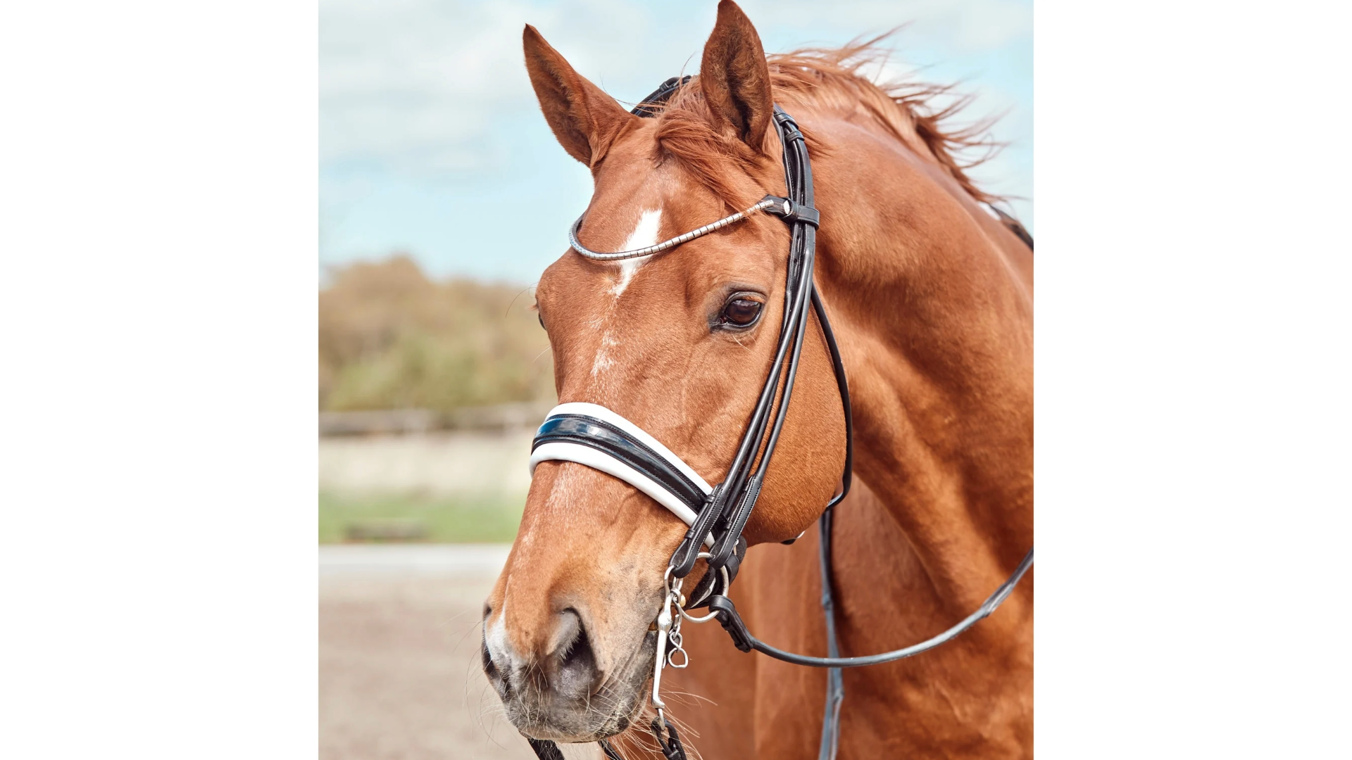 Finesse Cassidy Rolled Double Bridle