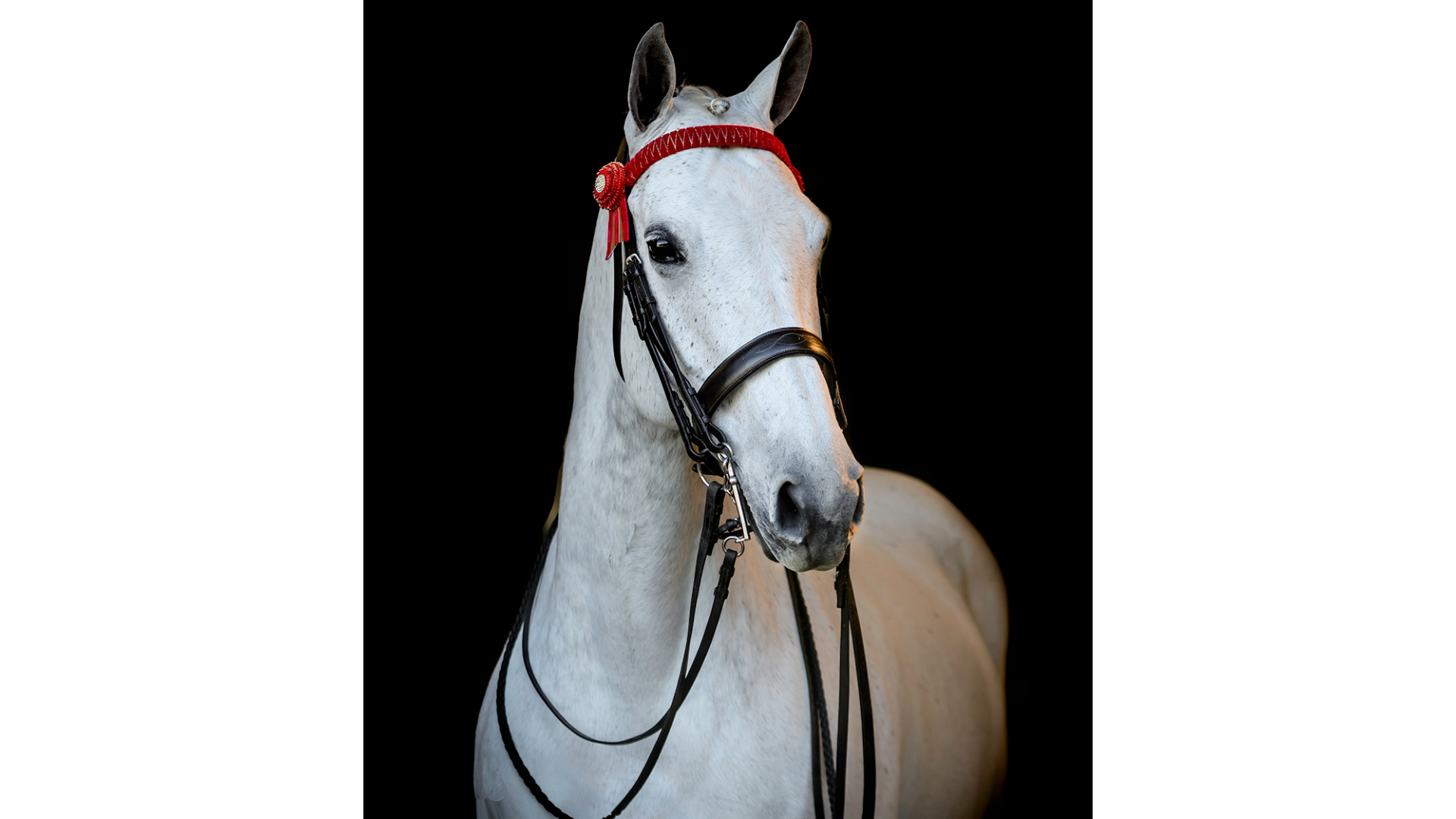 Vortex Danbury Double Bridle
