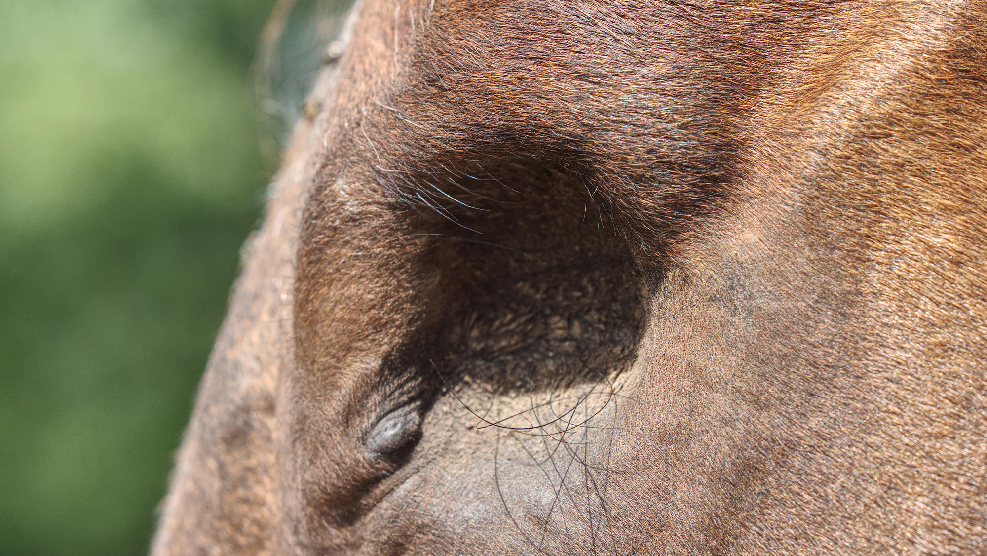 Horses with missing eye, showing result of nucleation