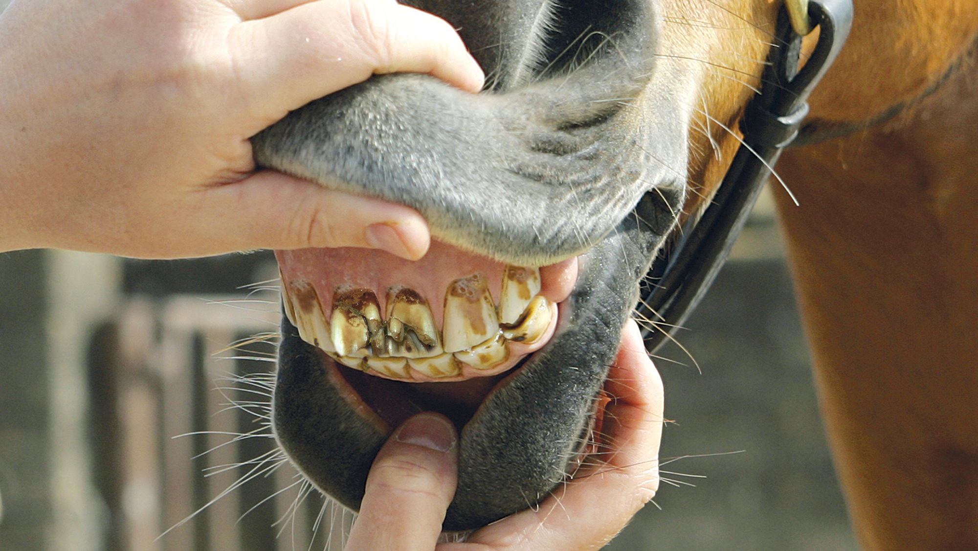 hands part the lips of a horse to show damage to the front teeth