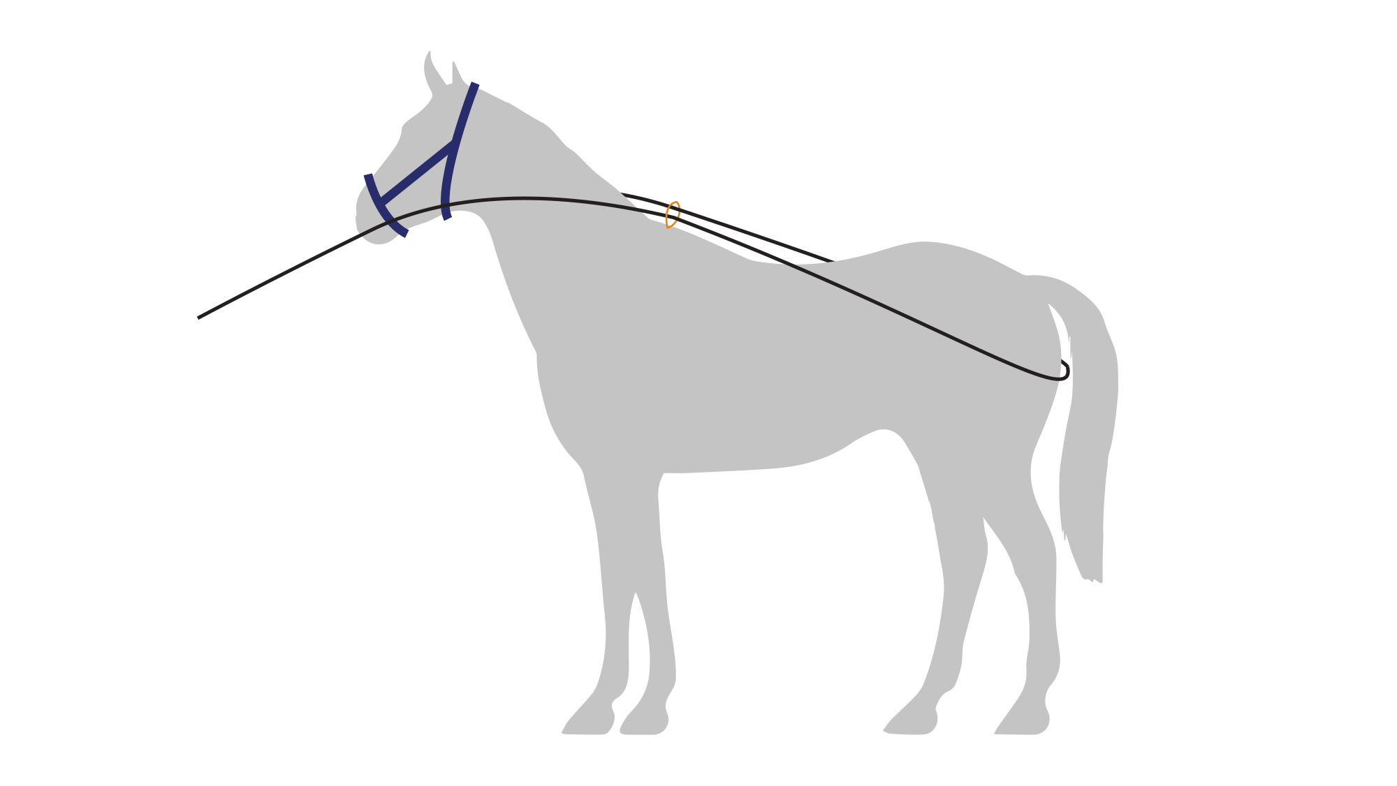 Diagram showing how to attach a lunge line when handling a foal
