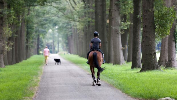 Image shows an unidentifiable horse and rider on a tree-lined path, and a dog being walked in the distance