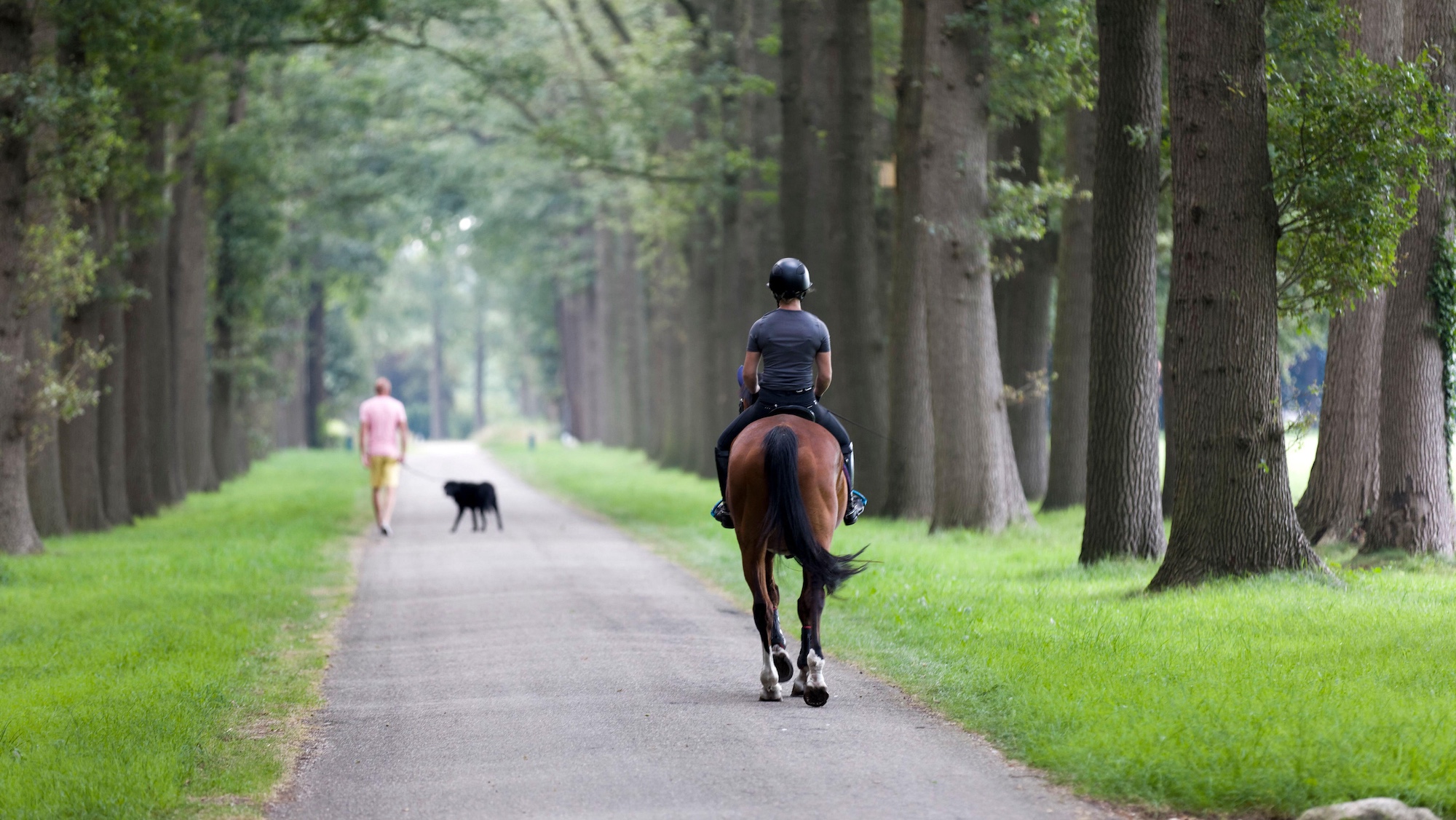 More power for police under new law on dog attacks – but horse owners will ‘still have questions’