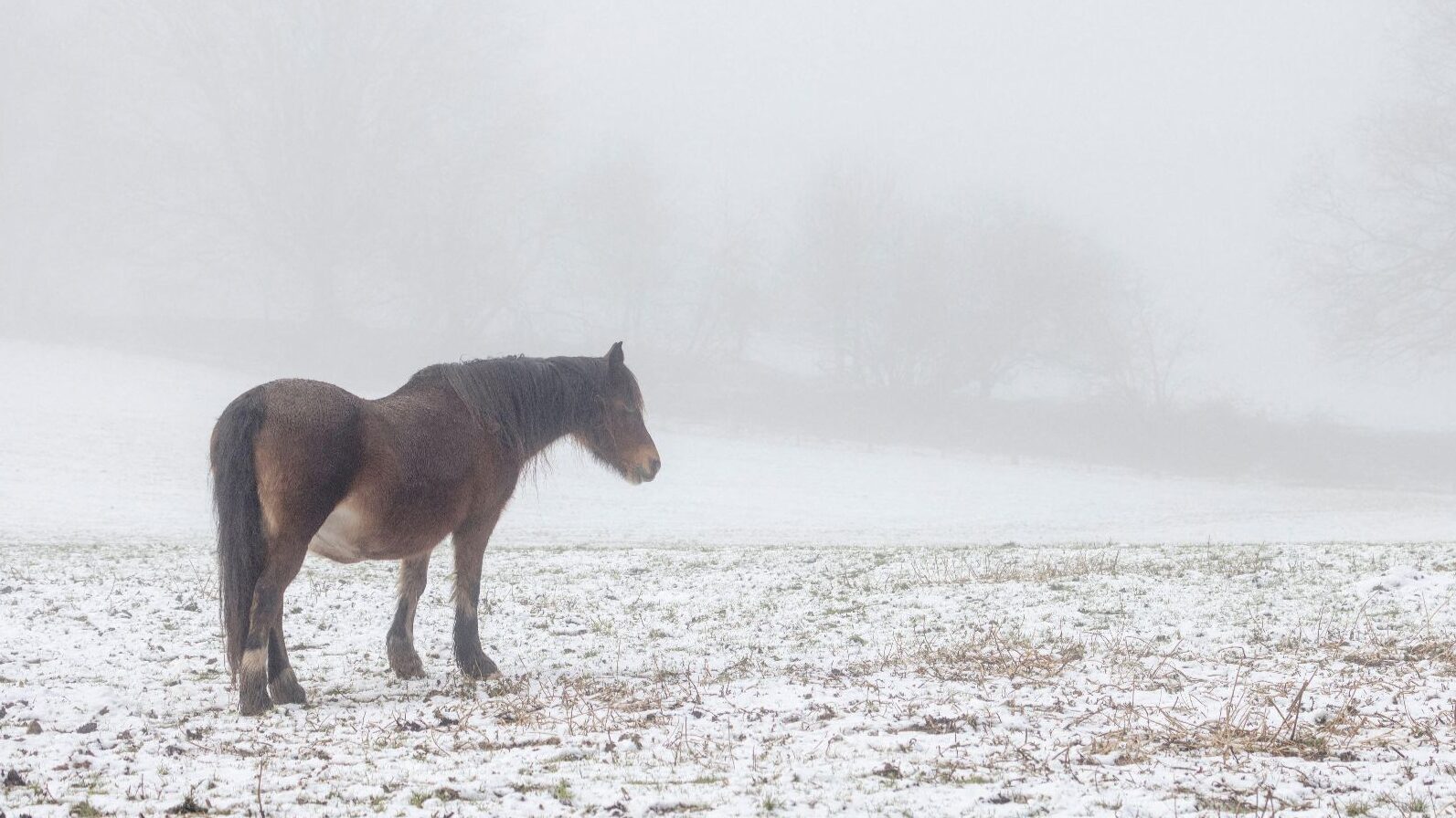 Unclipped pony stands in a misty, snowy field with no rug on
