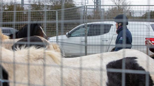 Rescued horses pictured in a holding pen.