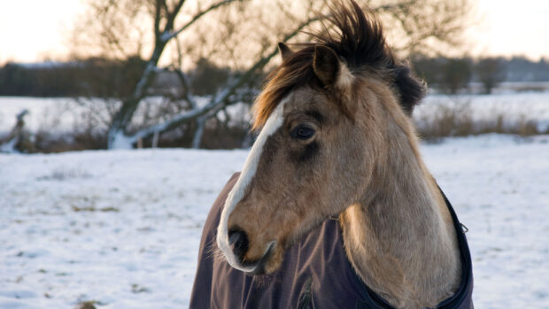 Horse in a winter snow scene