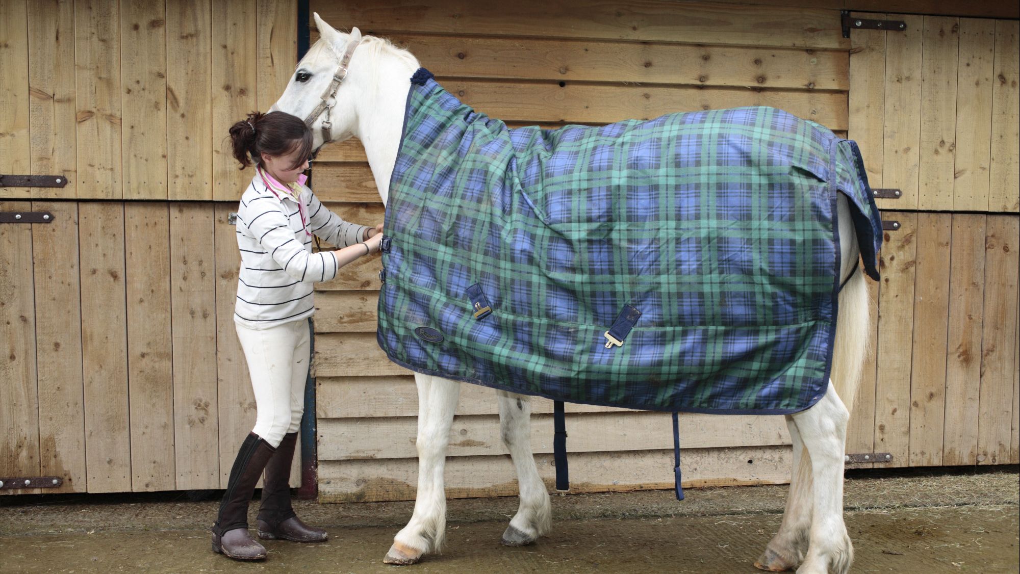 woman dressed in white breeches and a striped top puts a green and blue checked turnout rug on a grey horse