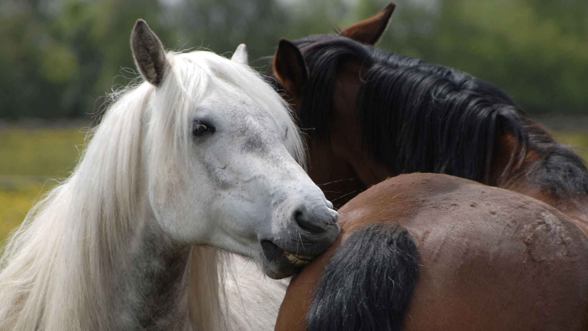 Two horses grooming each other