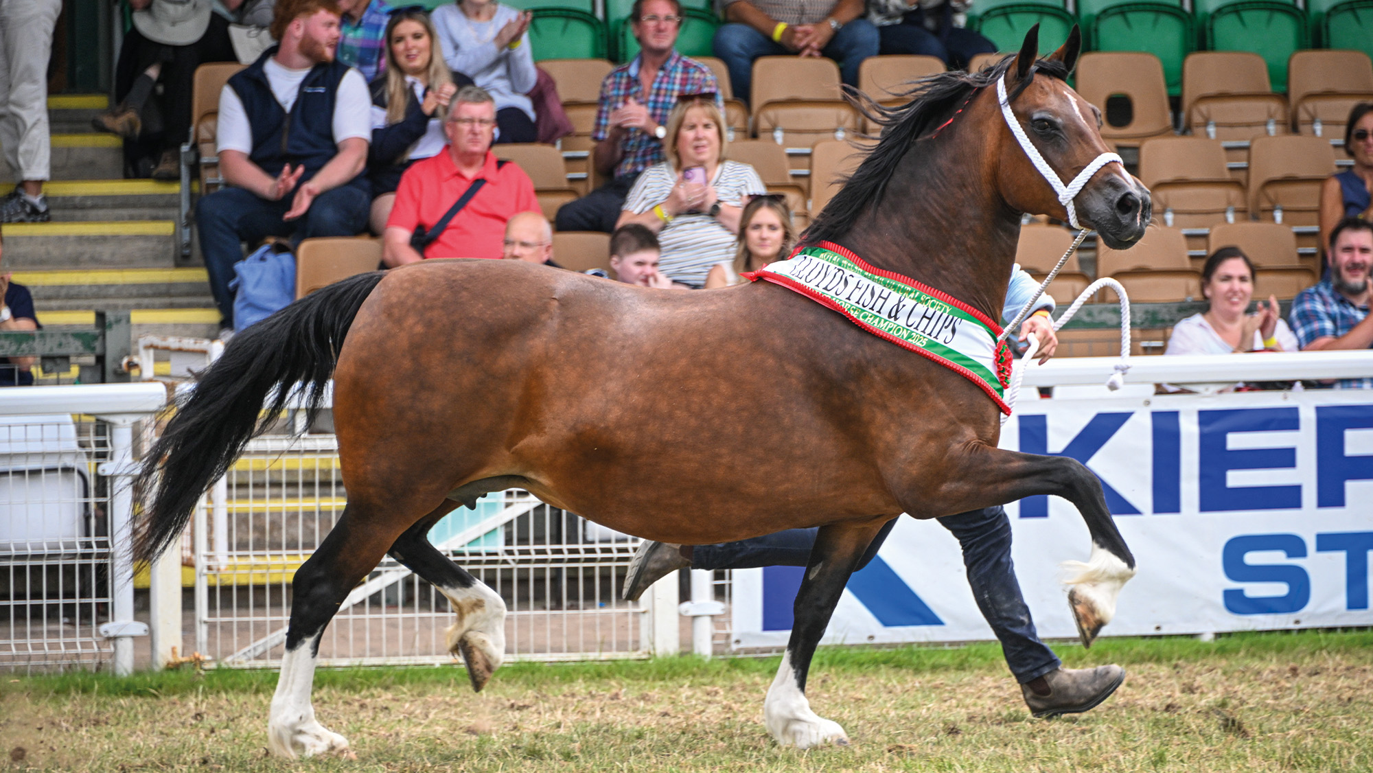 Cascob Welsh Doll trots from the ring as supreme champion at the Royal Welsh