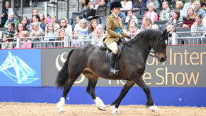 Bethan Simons trotting into the arena with Abergavenny Boneddiges at London International