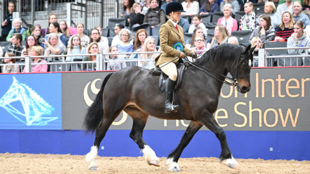 Bethan Simons trotting into the arena with Abergavenny Boneddiges at London International