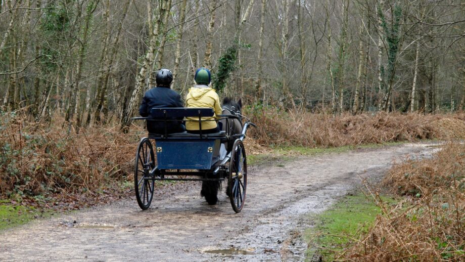 Horse and trap on a woodland track