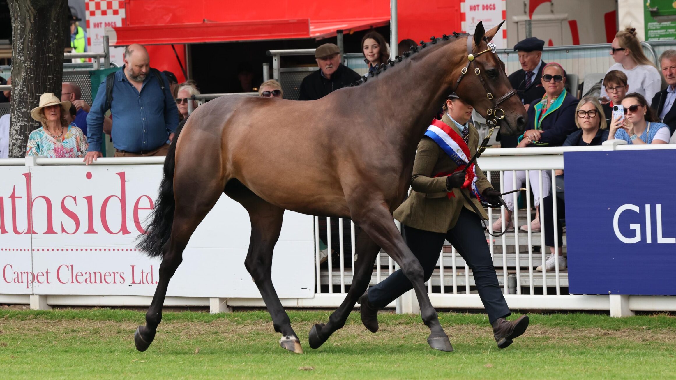 Frenchfort Kildysart Lady trots to the overall supreme young horse title at the Dublin Horse Show