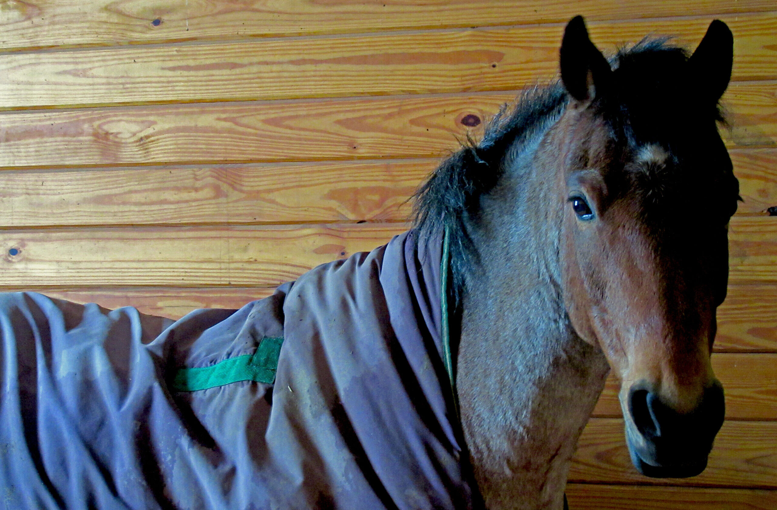 Horse wearing rug with a visible small repair