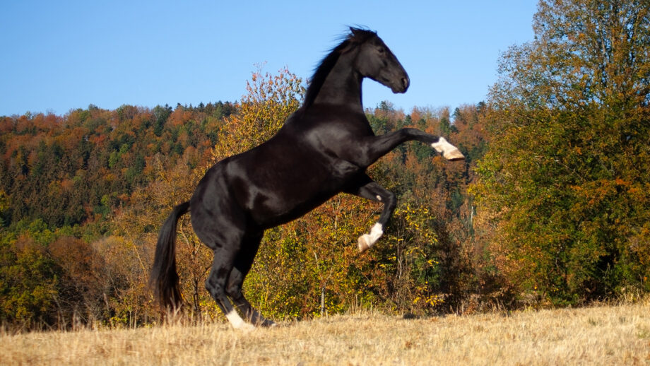 Black horse rearing up in field
