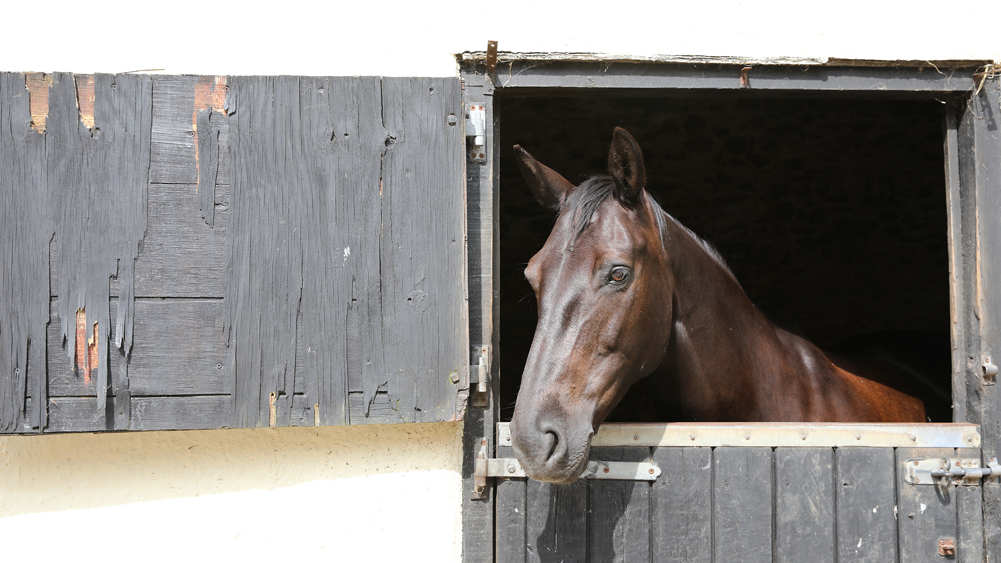A dark bay horse looks out over his stable door