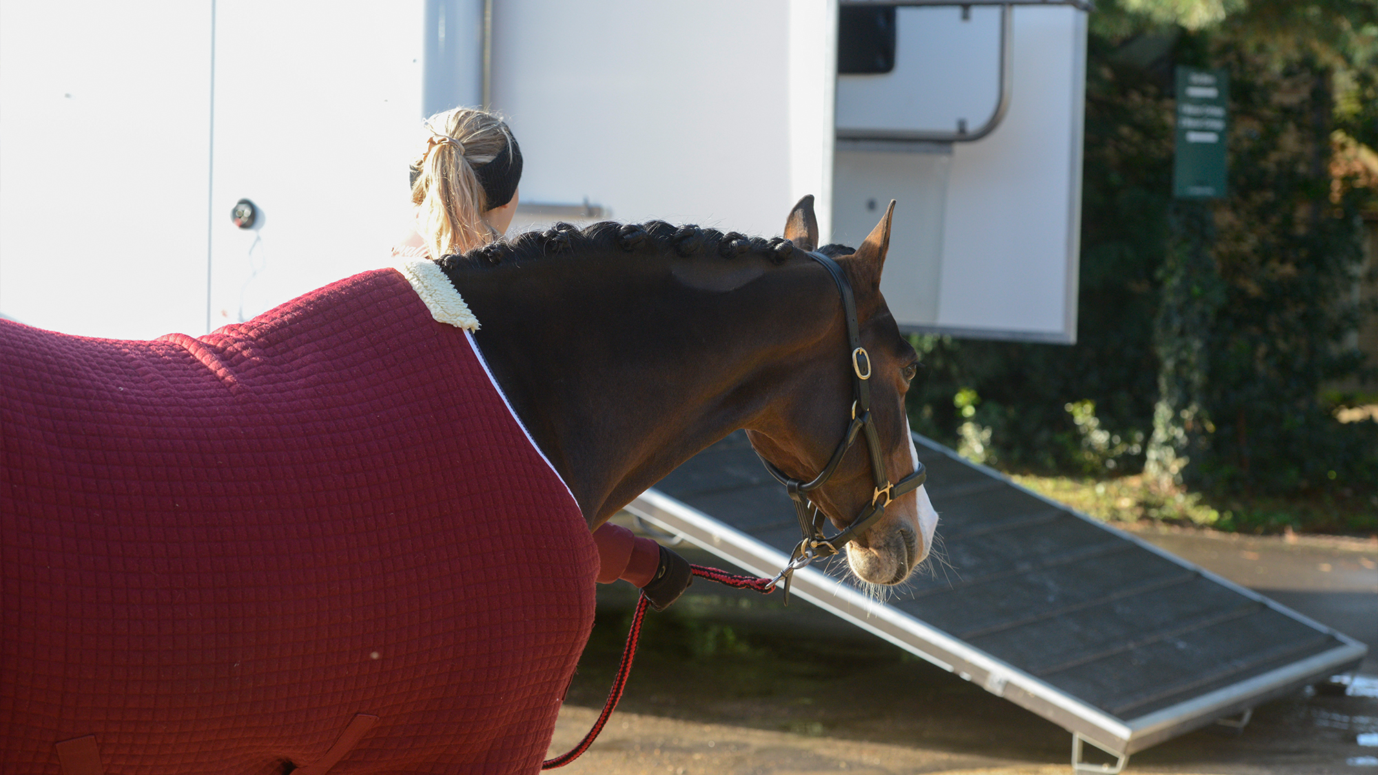 Horse being lead towards lorry ready for travel