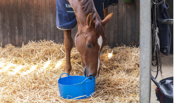 A chestnut horse eating from a blue bucket in a stable with a straw bed.