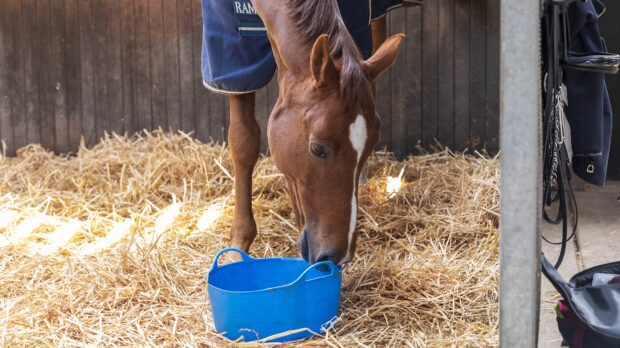 A chestnut horse eating from a blue bucket in a stable with a straw bed.