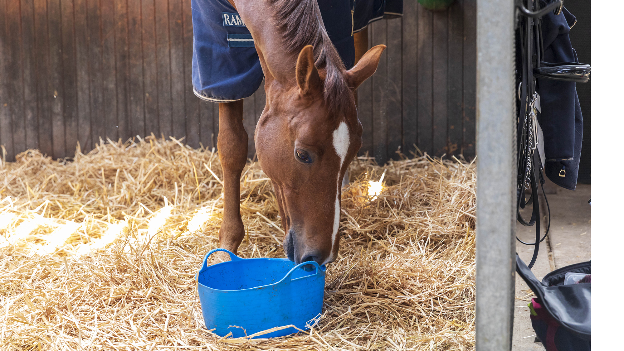 Vet's advice on feeding a horse on box rest to maintain health and aid recovery