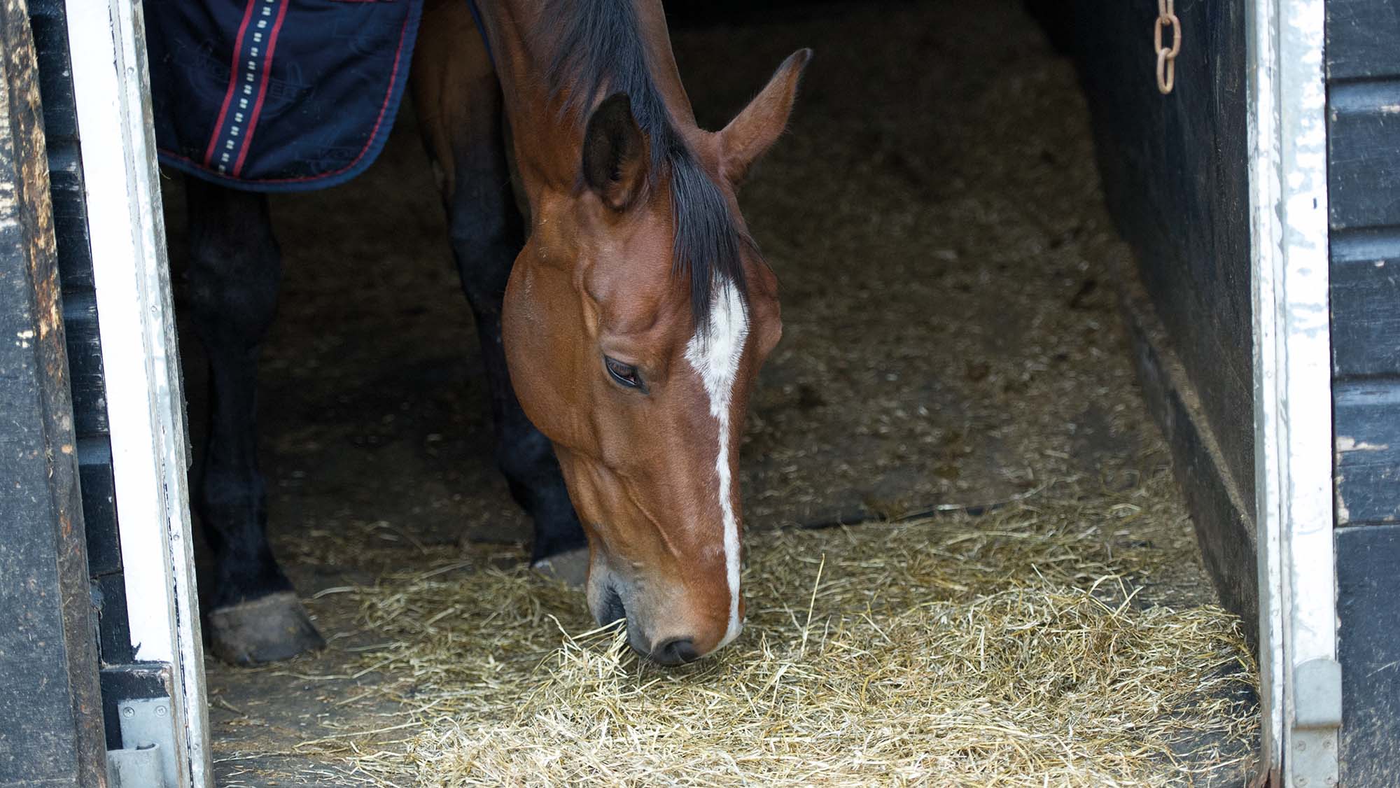 A bay horse with a white star and stripe eating hay from the floor of his stable.