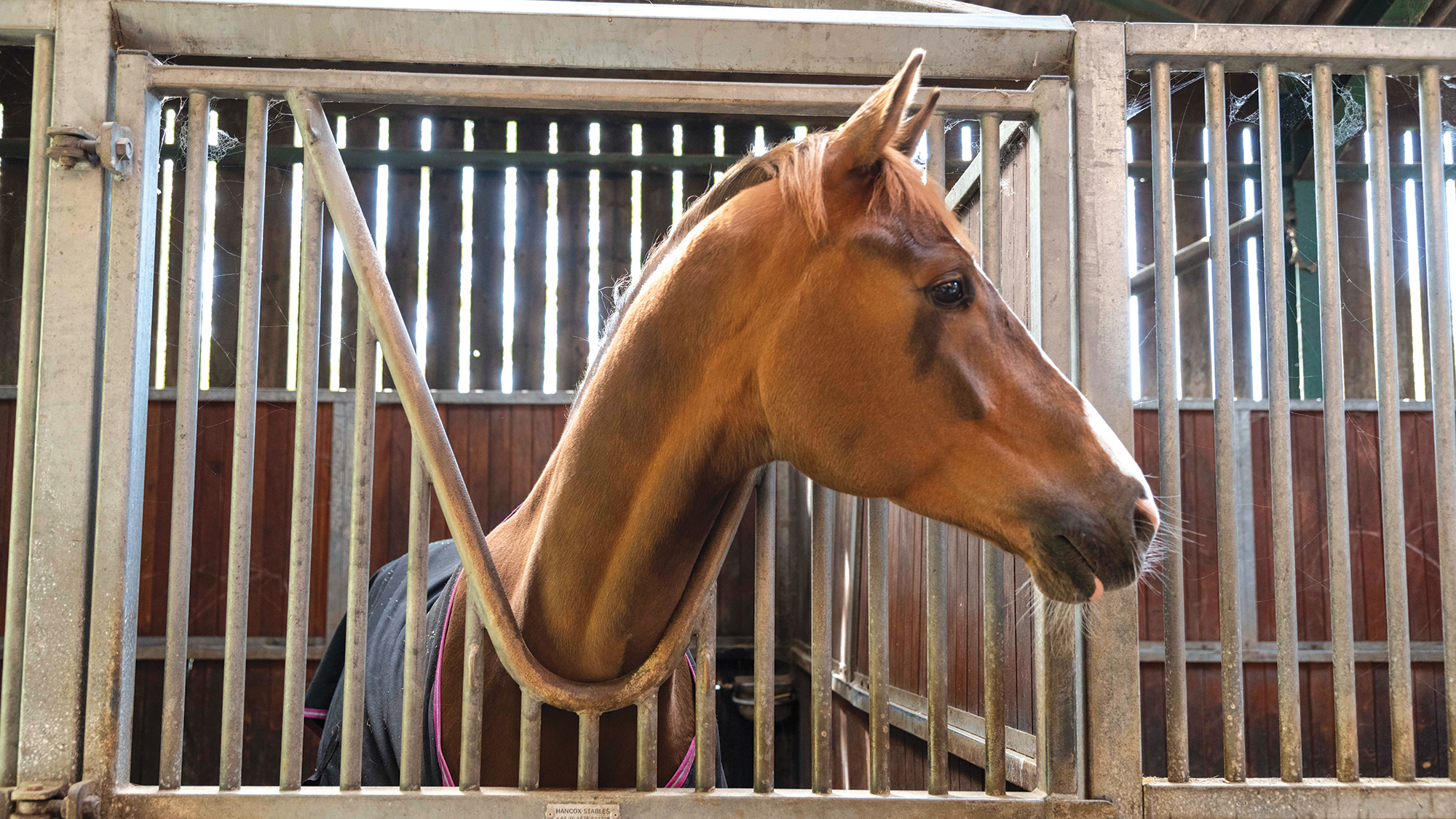 An alert chestnut horse looks out of his internal stable door which is fitted with a weave grill.