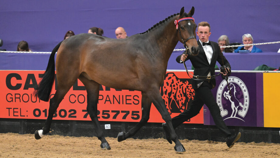 Hunter Macdonald shows Achtility Eclipse at HOYS