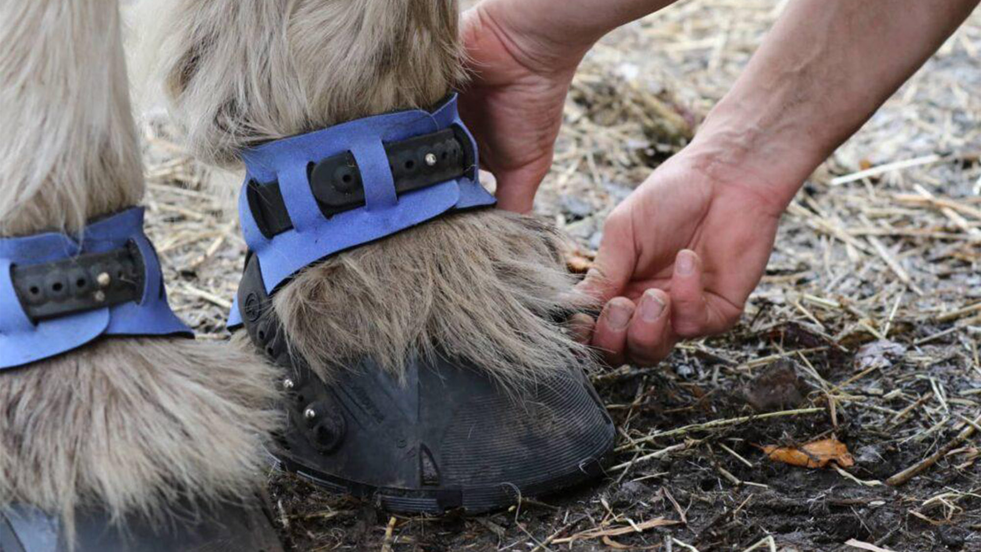 Person adjusting hoof boots on horse