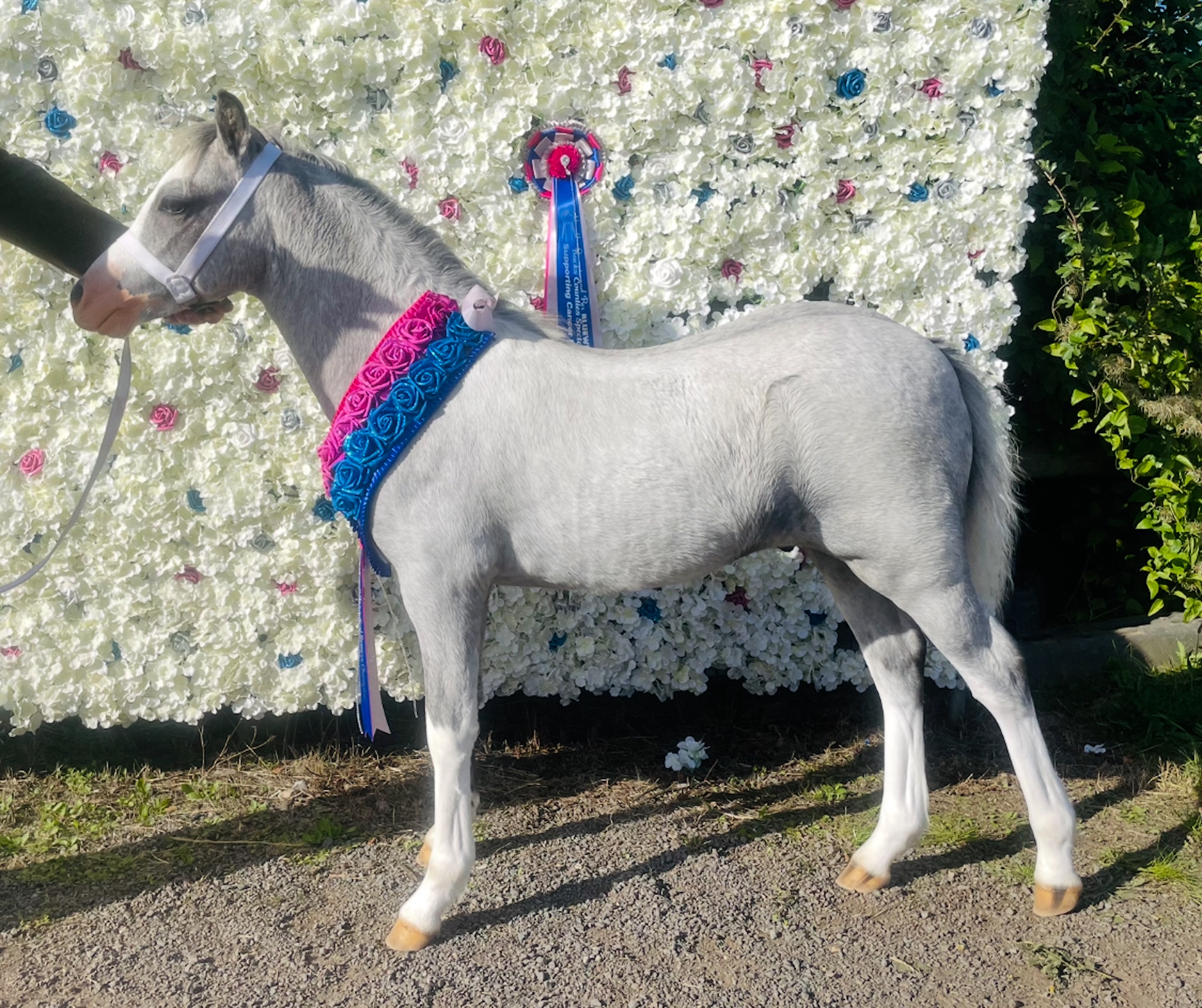 ‘Critics may call me a pony patter – but judges don’t’: breeder shows that scientific, welfare-first breeding and training can win