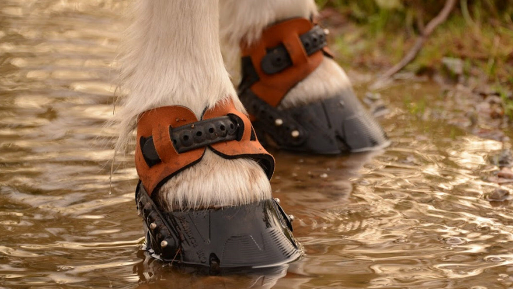 horse wearing hoof boots in a puddle