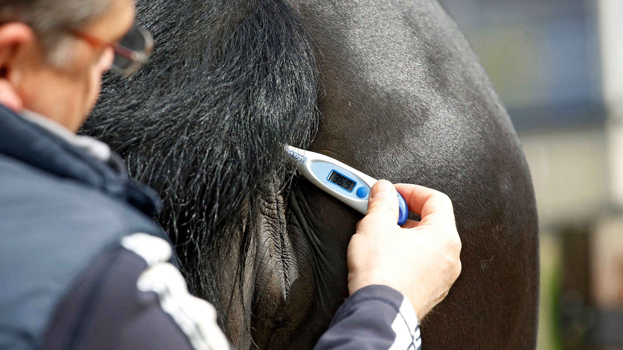 Man taking horses’s temperature with digital thermometer