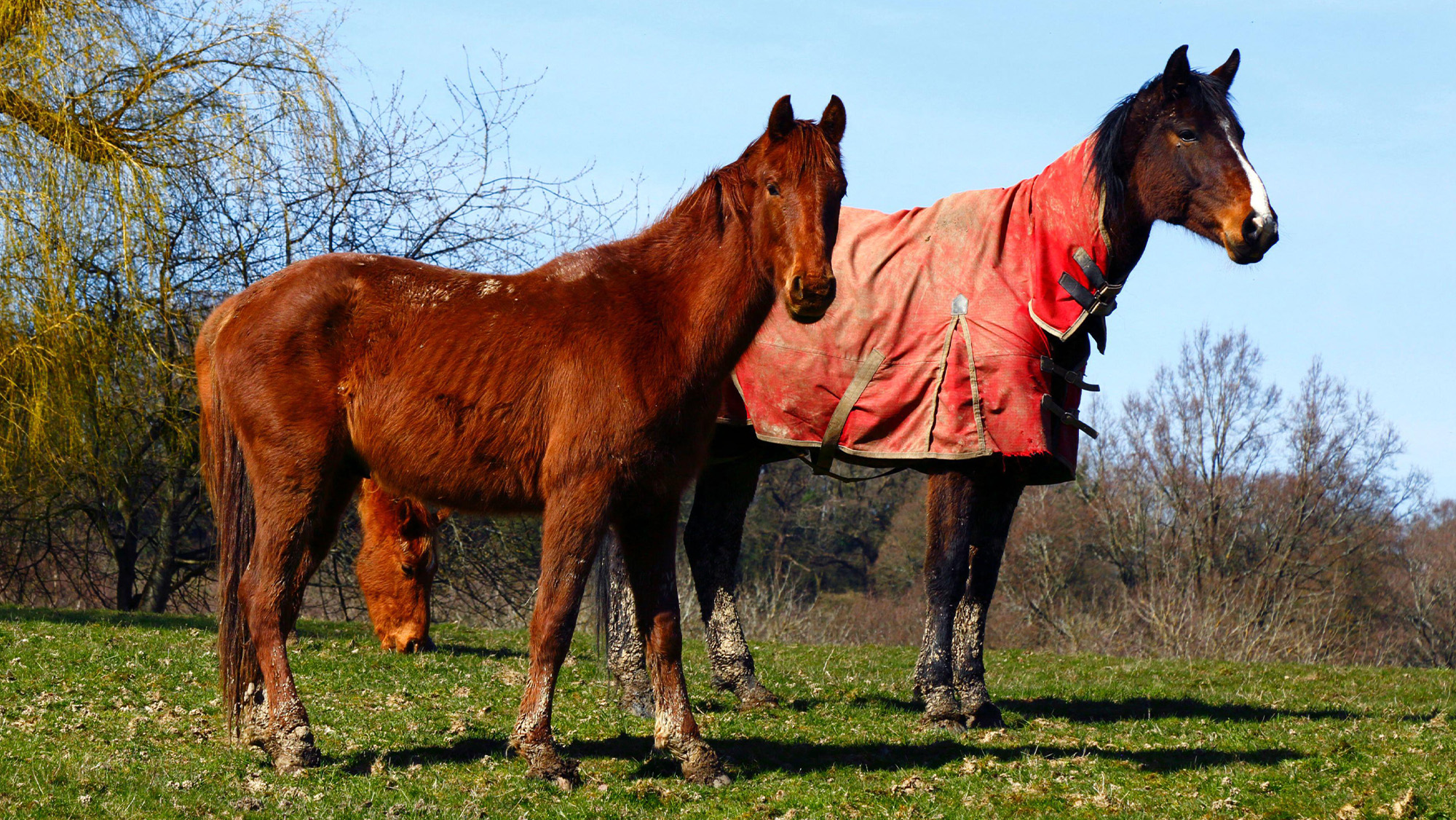 Two horses standing in a field, one with a rug on and one without