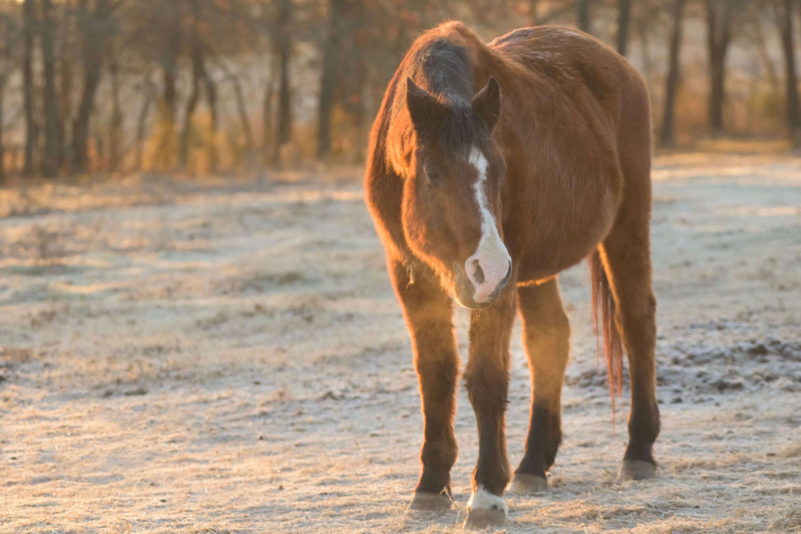 Older horse in frosty field without a rug