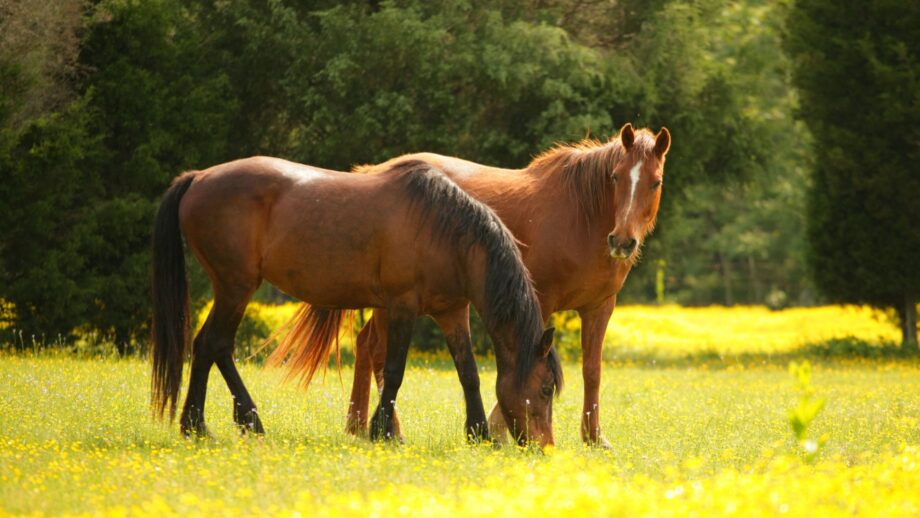 Two elderly horses stood with one another in a summer field. One horse is grazing as the other looks up.