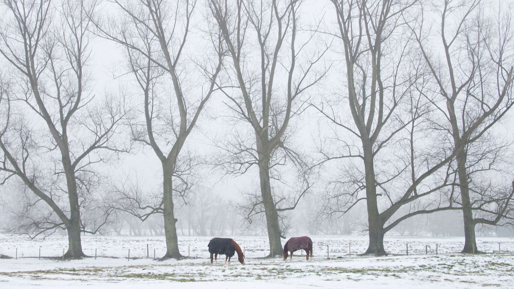 Two horses in the distance trying to graze in a wintry field with large bare trees behind them