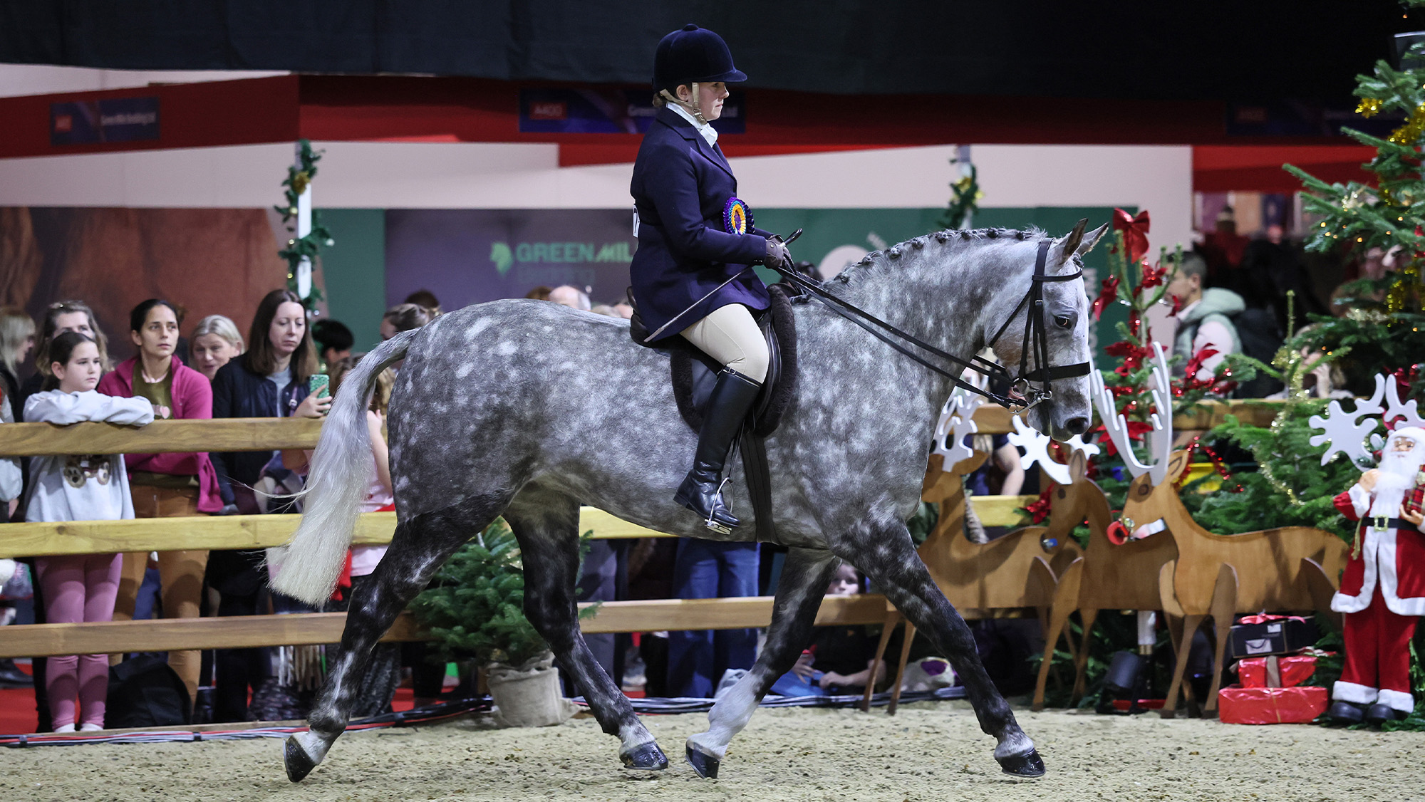 Grey horse being shown at London International Horse Show