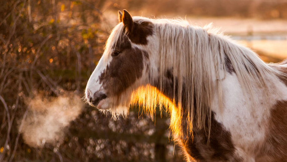 Horse showing signs of feeling the cold with breath coming from nostrils