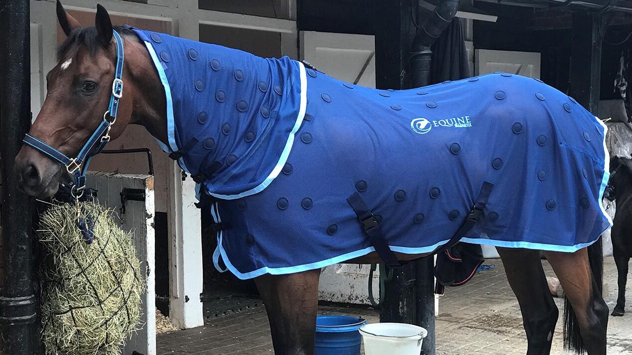 Horse wearing blue Equine Magnetix Rug